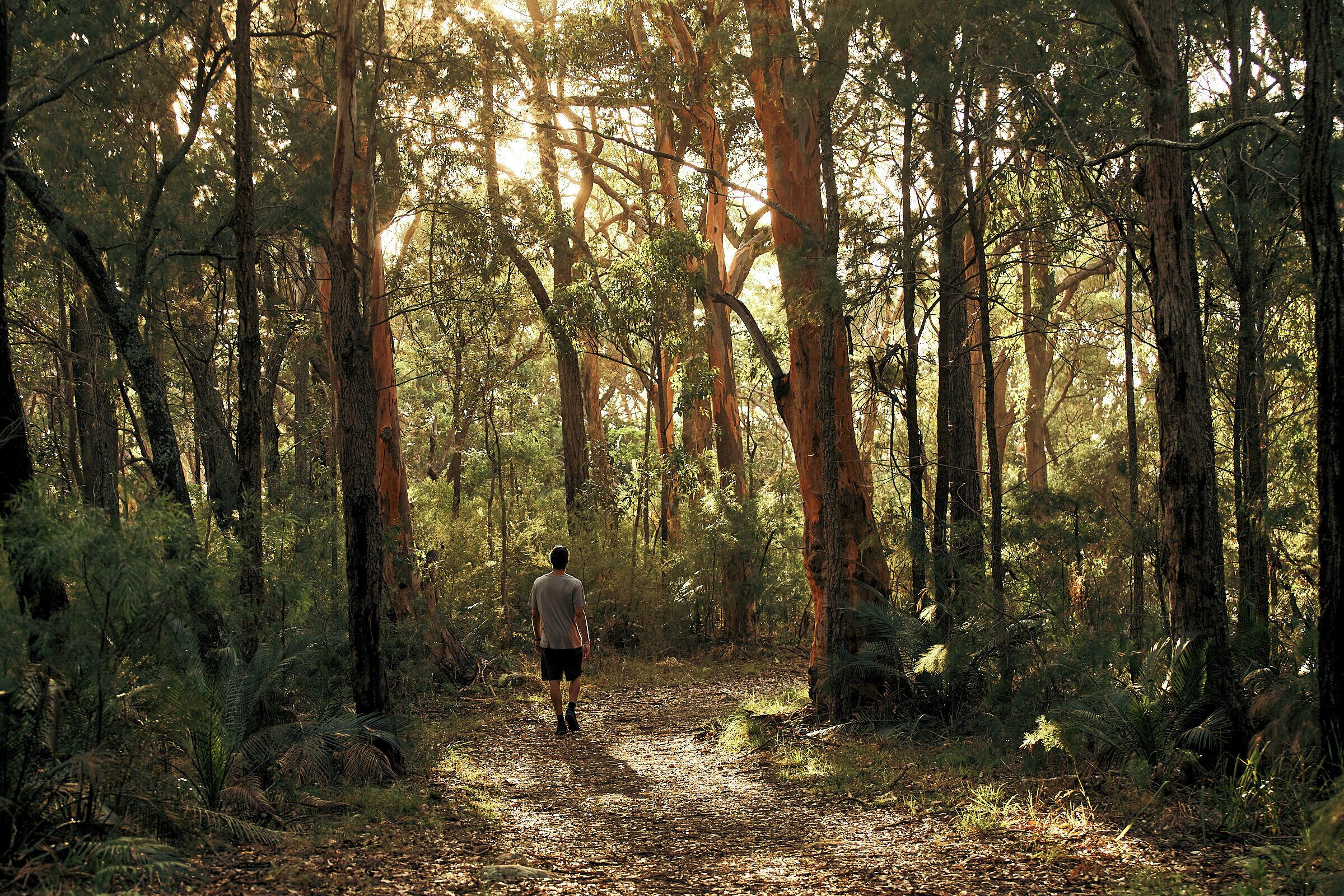 A forest path with tall trees and sunlight filtering through.