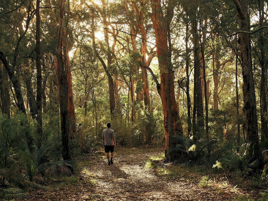A forest path with tall trees and sunlight filtering through.