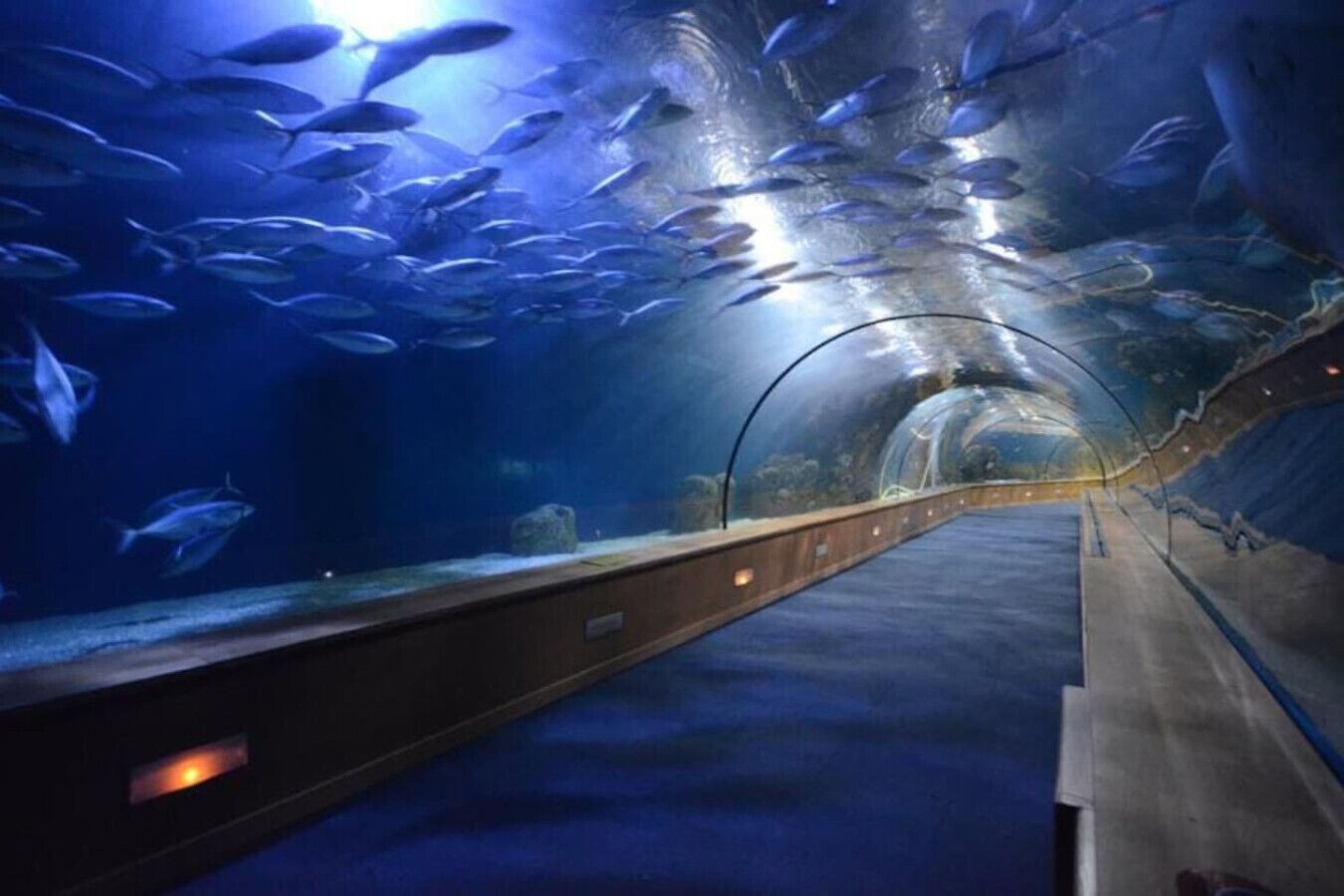 Um túnel subaquático com vista clara de peixes nadando.