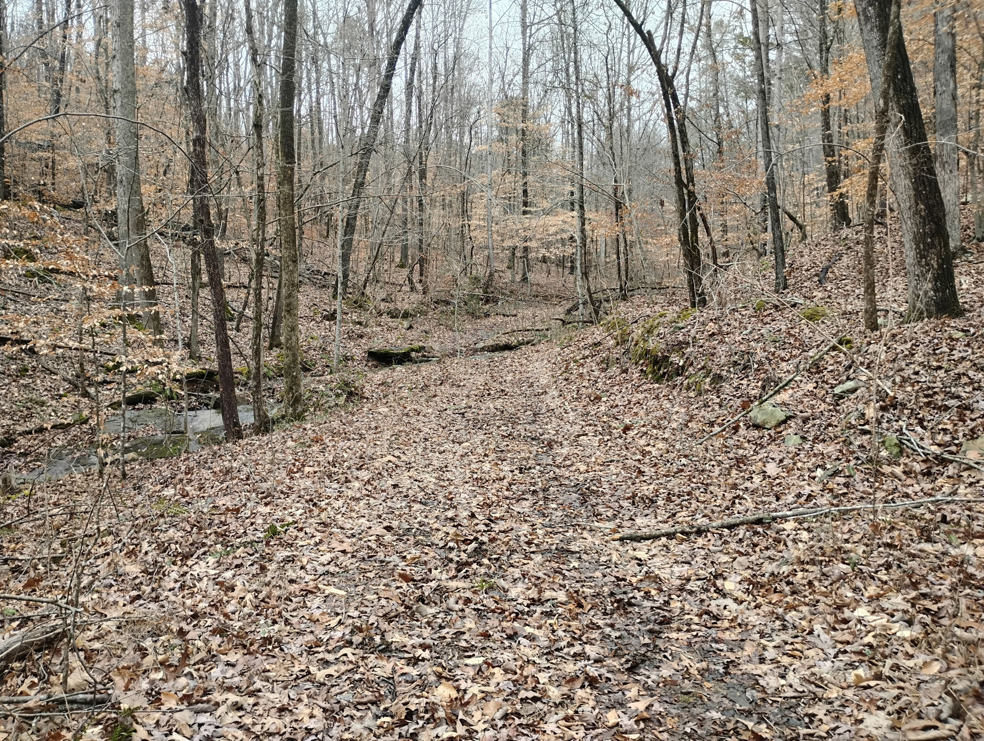 A forested area with a dirt path covered in fallen leaves.