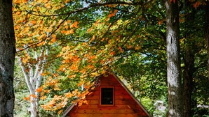 Une cabane en bois avec un porche et une chaise bleue, entourée d’arbres et bordée d’un chemin de pierres.