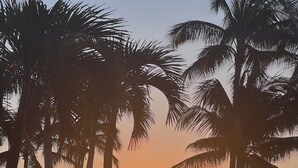 Vista al atardecer con palmeras, una piscina y sillones de descanso.