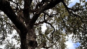 Una casa moderna de dos pisos con balcón, un árbol grande y cielo despejado.