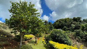 A garden pathway with a tree and yellow flowering bushes.