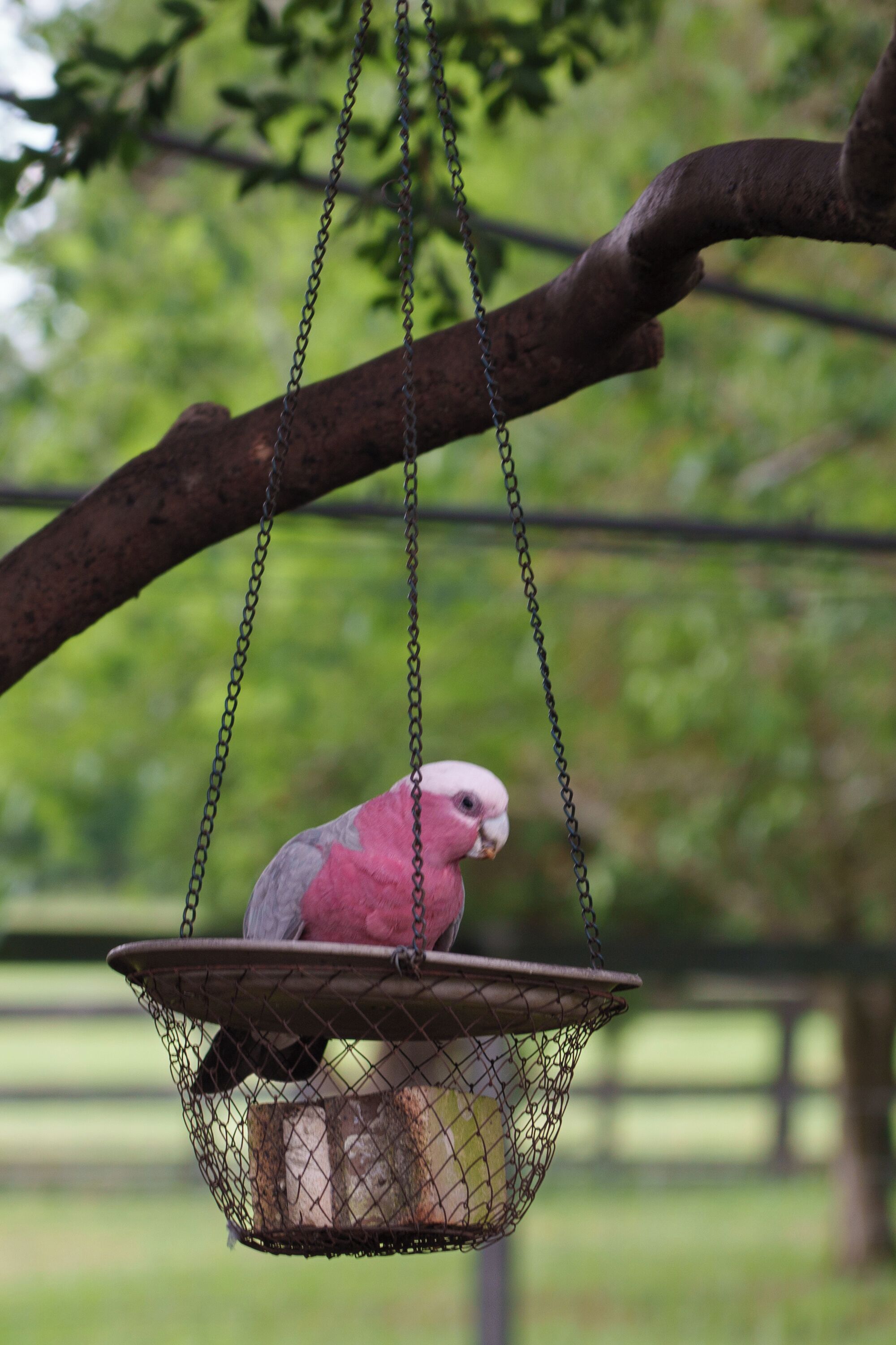 Een vogel in een hangmand.