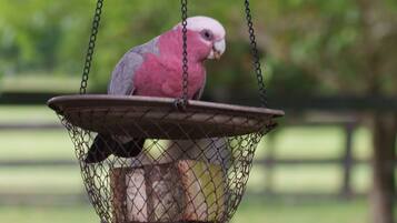 Een vogel in een hangmand.