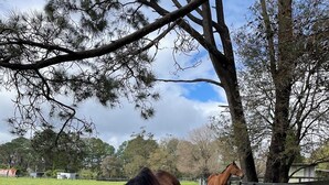 Un caballo pastando en un potrero cercado, con árboles y un edificio al fondo.