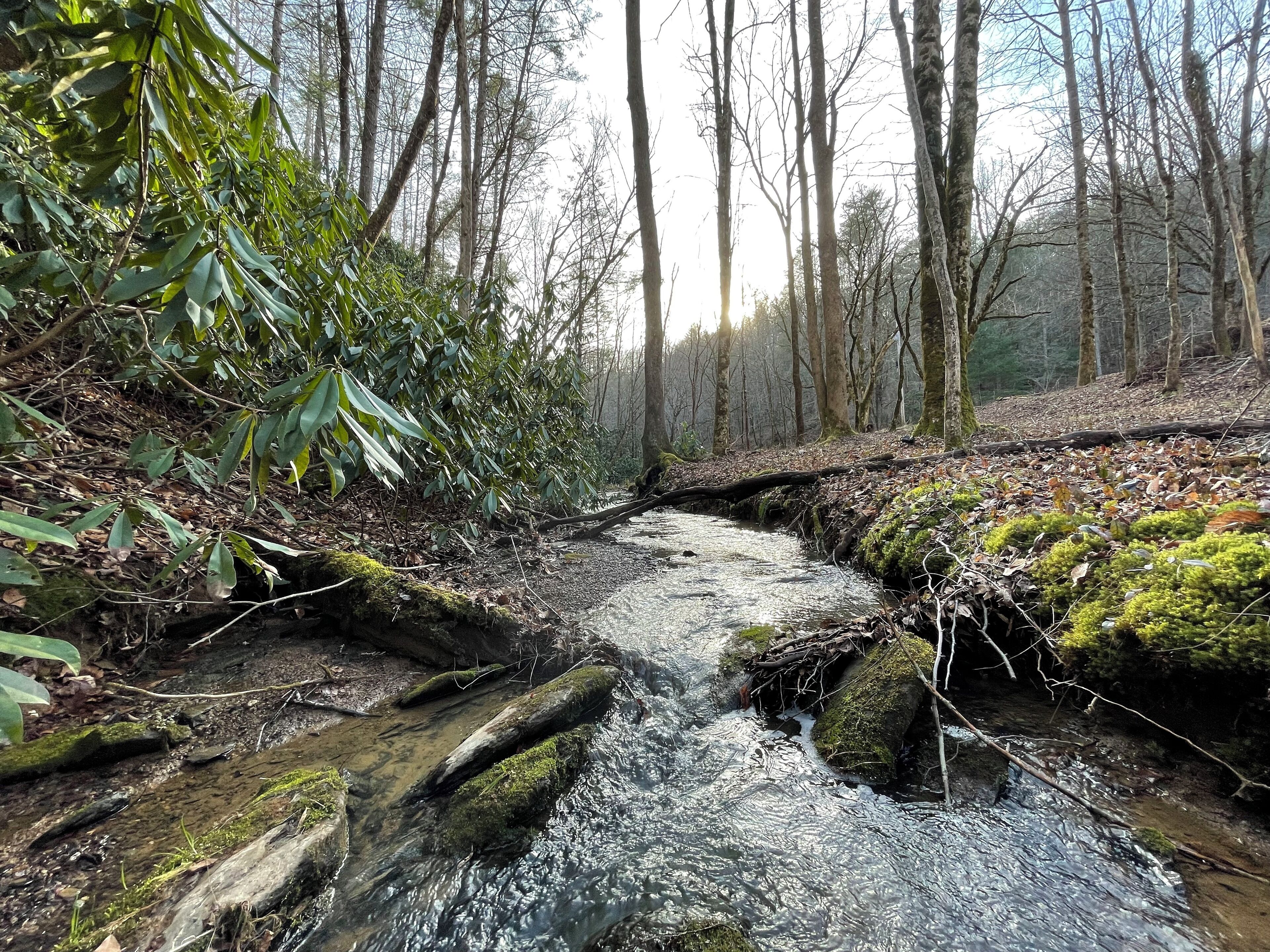 A forest stream with rocks and moss, surrounded by trees and foliage.