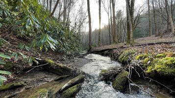 A forest stream with rocks and moss, surrounded by trees and foliage.