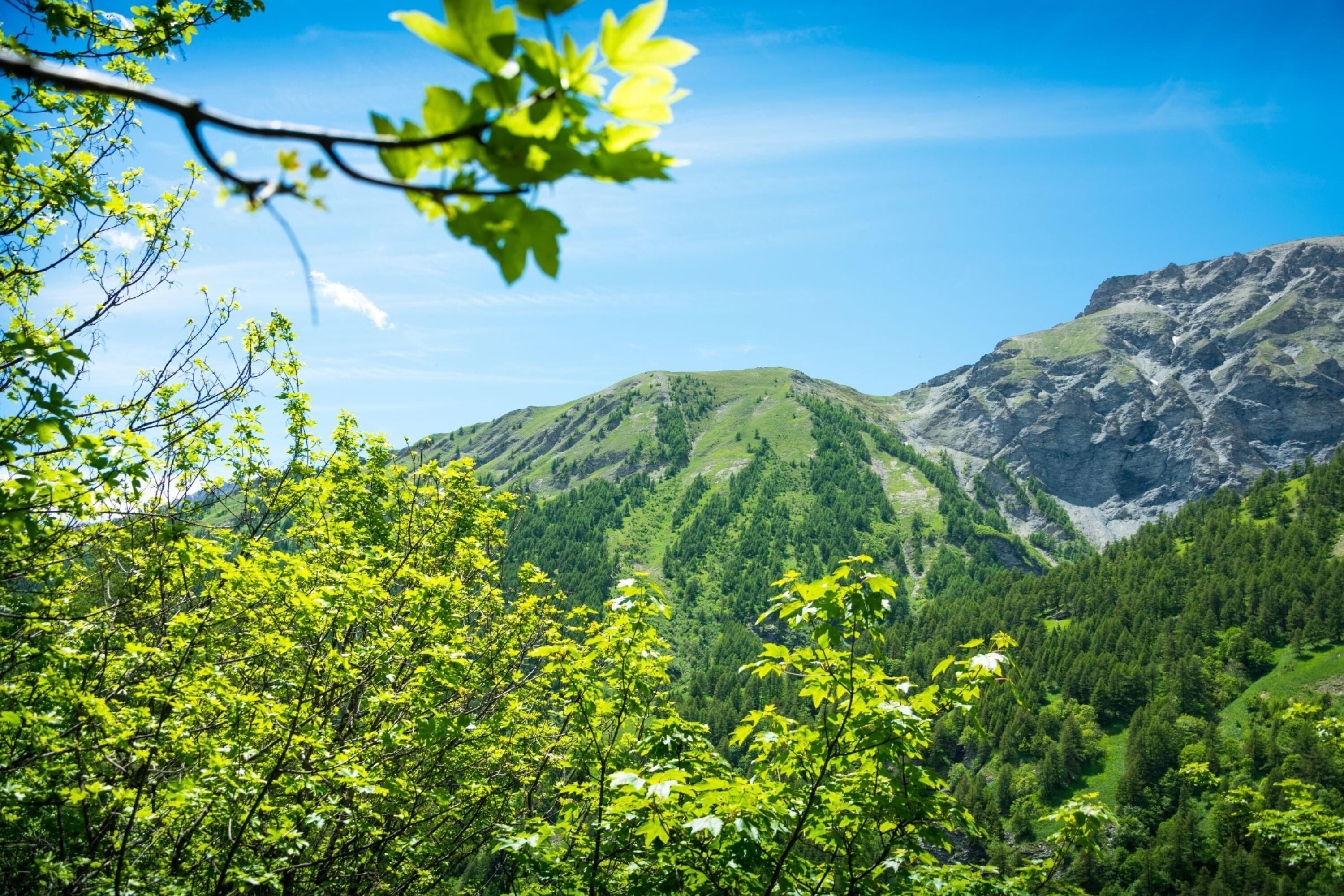 A mountainous landscape with dense green forests and rocky cliffs.