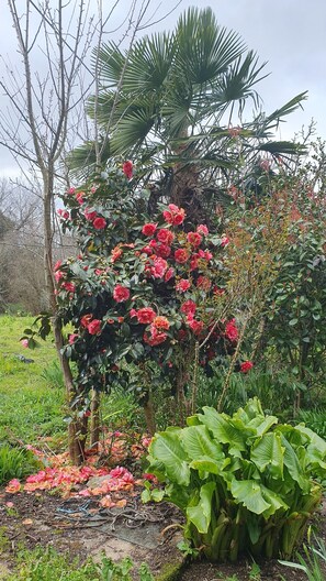 Property grounds - Apartamento T3 para Alugar - Zona Rural com Garagem Fechada e Churrasqueira (Póvoa, Vila Nova De Paiva)