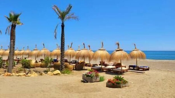 A beach with thatched umbrellas, lounge chairs, and palm trees.