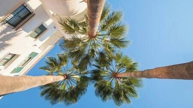 Une vue sur des palmiers se détachant sur un ciel bleu clair, avec un bâtiment doté de balcons et de fenêtres en arrière-plan.