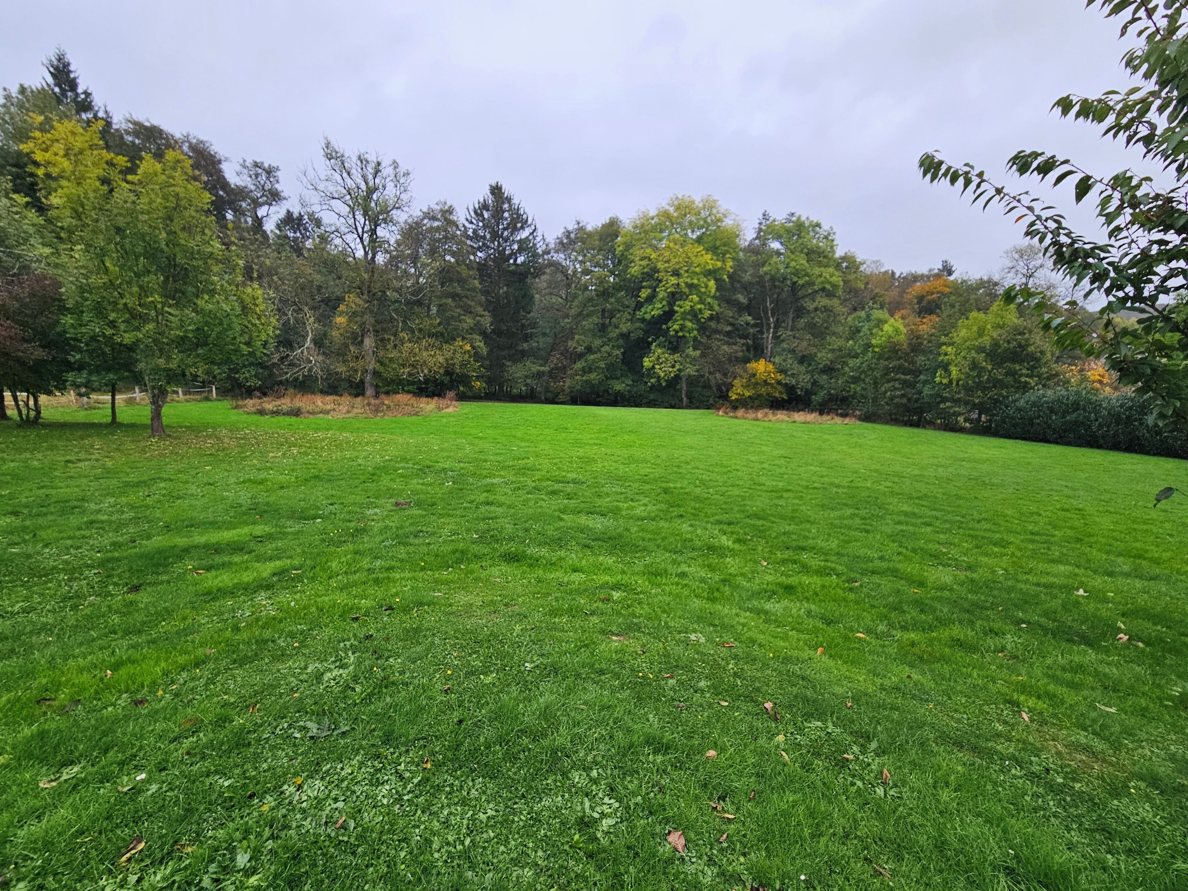 Een grasveld met bomen in de verte.