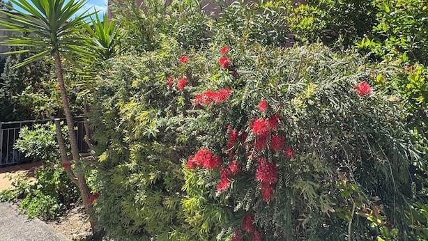 A house with a sloped roof, surrounded by dense greenery and flowering plants. - Magnificent air-conditioned duplex, 3 bedrooms, 2 large terraces, swimming pool & beach on foot! (Le Lavandou)