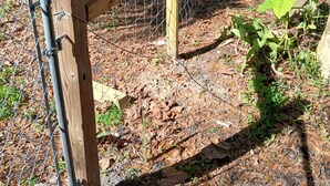 A wooden fence with metal wire mesh, surrounded by mulch and greenery. - OG Original House "Pet's Stay Free Bring Your Humans!" (Homosassa)