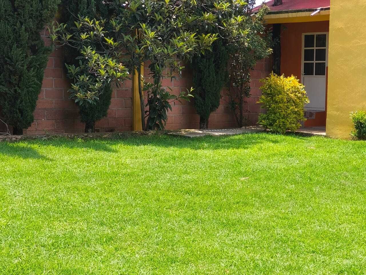 A well-maintained lawn, a brick wall, and a small bush.