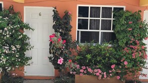 A building with a white door marked with the number 6, a window with curtains, and various flowering plants.