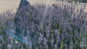 A garden with lavender, a stone structure, and a building in the background. - Chambre d'hôtes Le Rucher des Combes - Lascaux room (Fleurac)