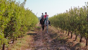 A vineyard path with rows of grapevines on either side. - Munai Sardinia (San Giovanni Suergiu)