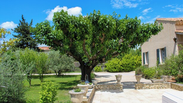A courtyard with a large tree, stone planters, and a building with a tiled roof.