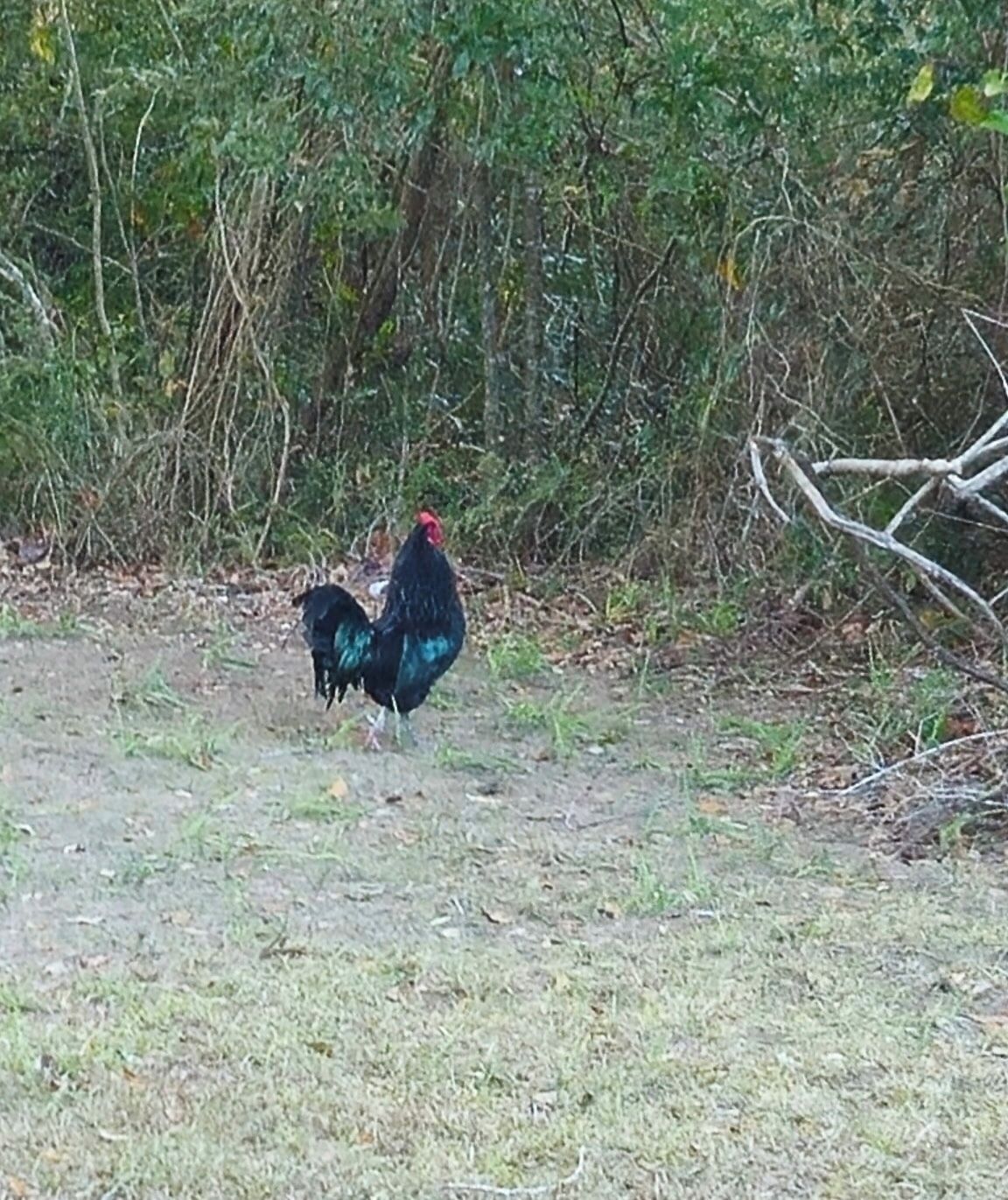 A rooster standing on a grassy area with dense foliage in the background.