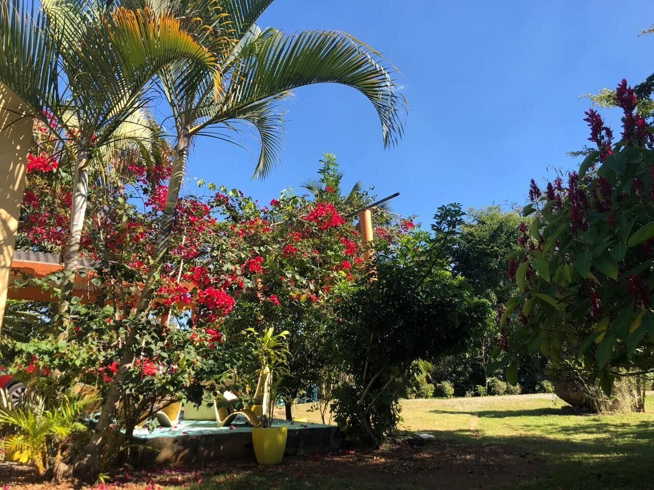 Un jardin avec des palmiers, des fleurs rouges et un pot de fleurs jaune.