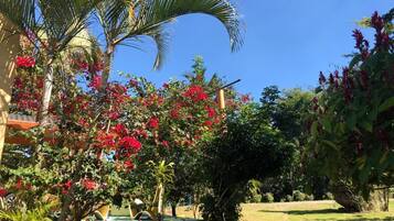 Un jardin avec des palmiers, des fleurs rouges et un pot de fleurs jaune.