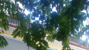 A multi-level building with a yellow and white exterior, a metal gate, and a tree with green leaves. - Colinna Hostel (Rio de Janeiro)