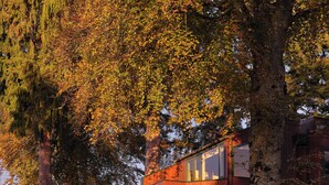 A modern wooden house with large windows and a balcony, surrounded by tall trees and ferns.