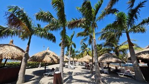 Un complexe hôtelier de bord de mer, avec des palmiers, des parasols en chaume et des chaises longues.