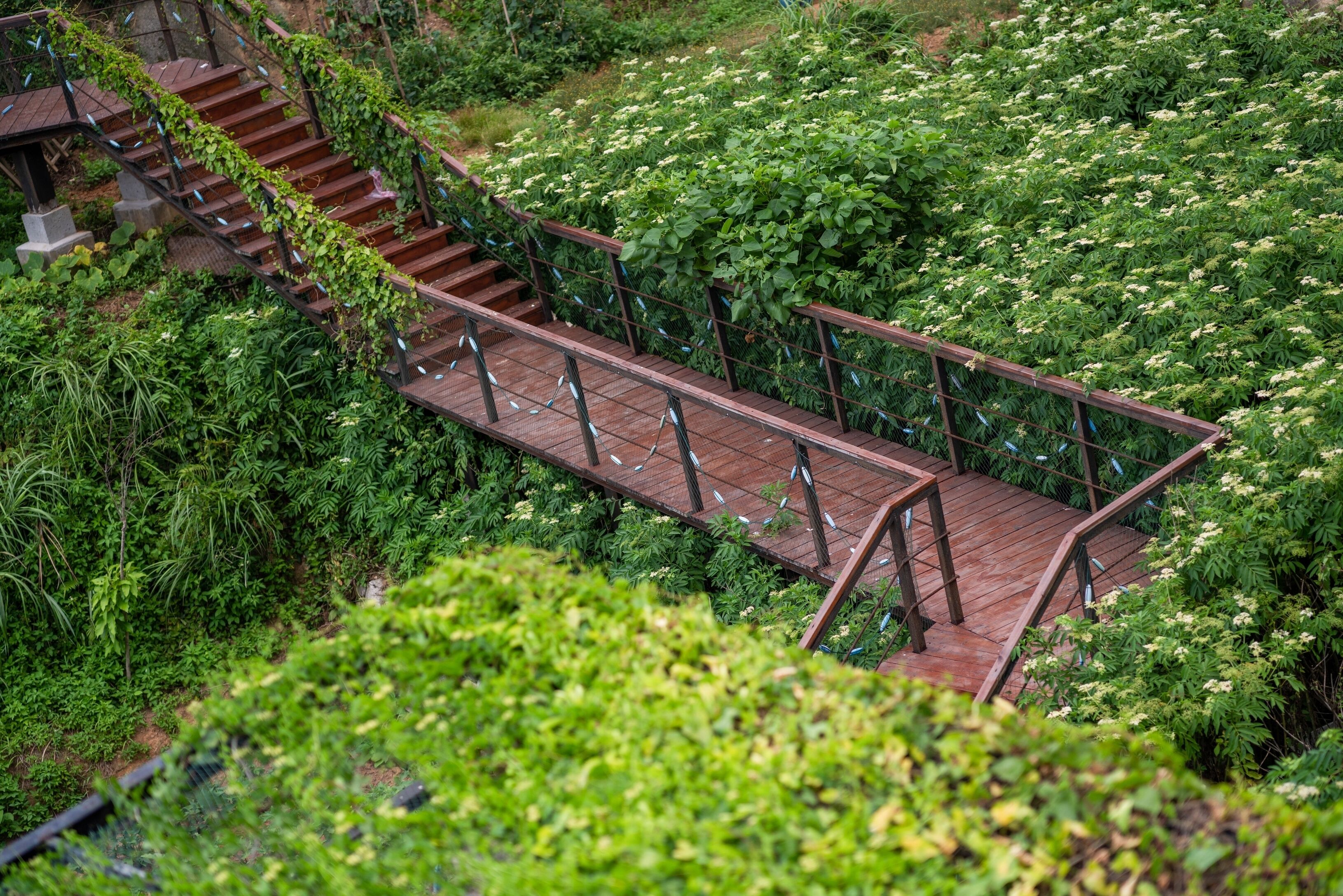 Un puente de madera con barandillas metálicas que une dos zonas elevadas, rodeado de abundante follaje y plantas en flor.