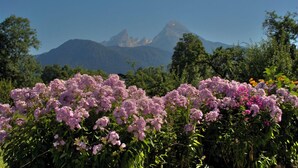Bjergrigt landskab med et florafelt af lyserøde blomster i forgrunden og en klar blå himmel.