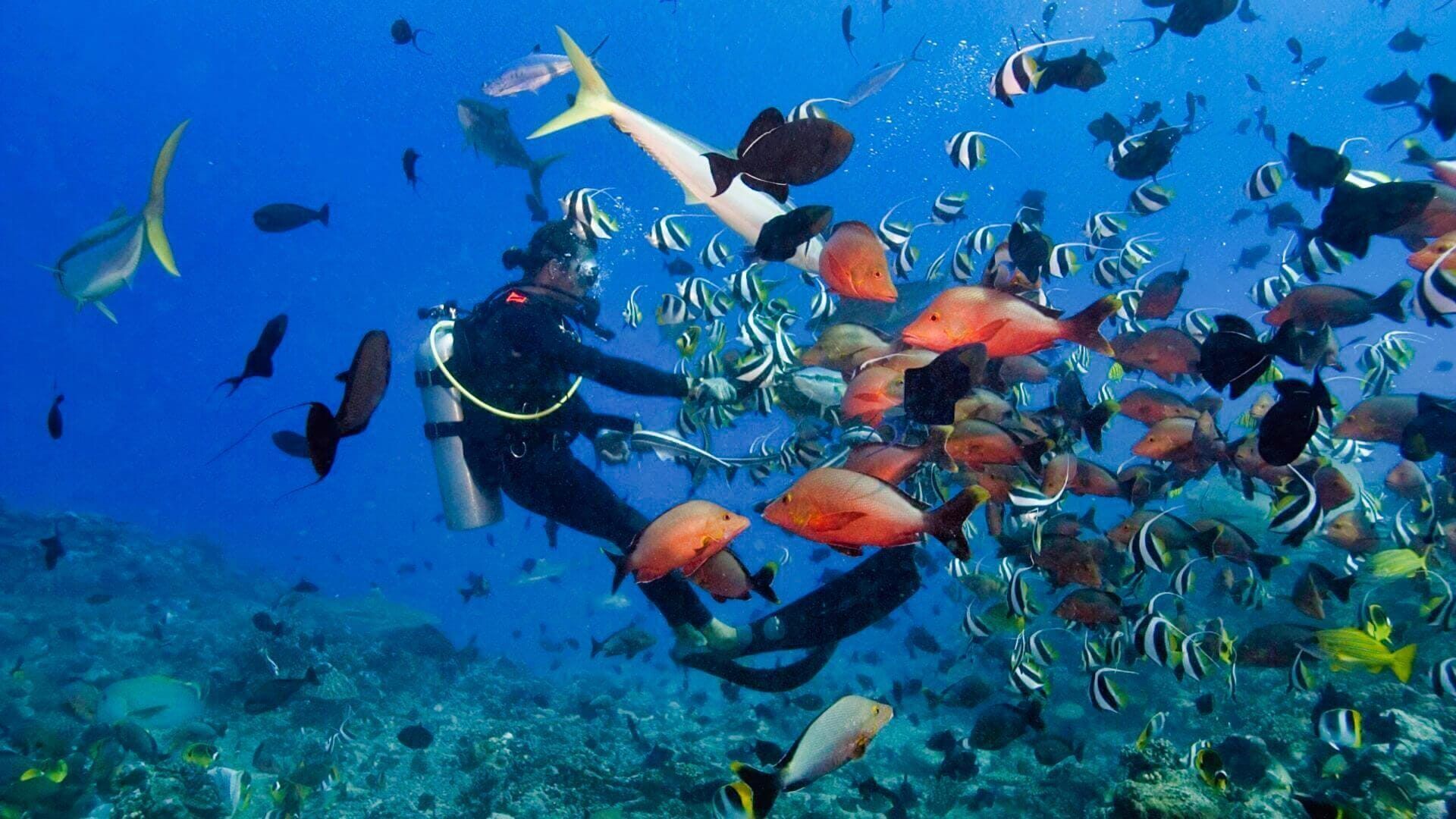 A diver surrounded by a large school of colorful fish in clear blue water.