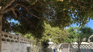 Un patio empedrado con un sendero de piedra, una pared blanca con adornos recortados y un árbol que da sombra.