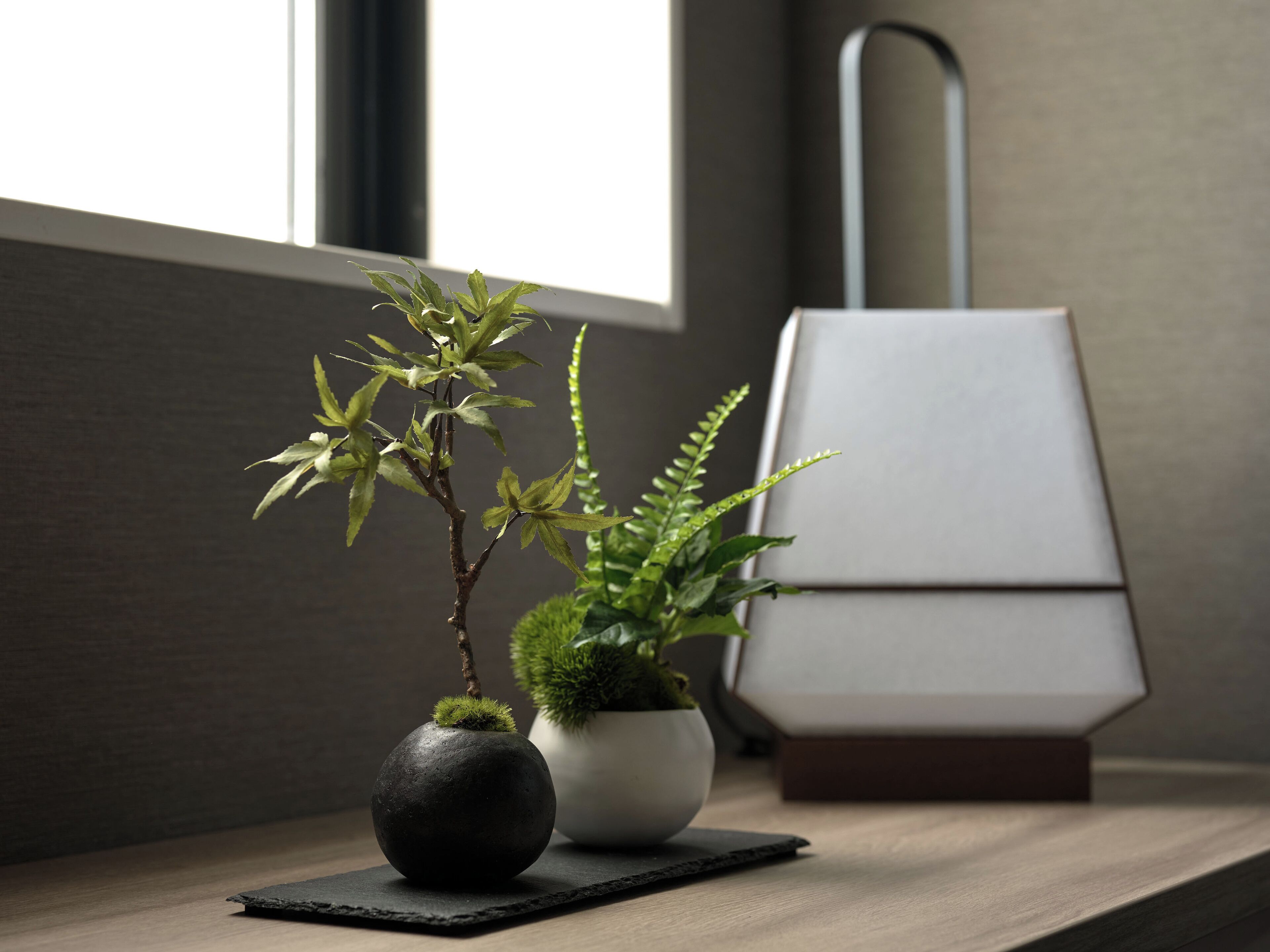 A small indoor plant arrangement on a wooden surface near a window, with a modern lamp and a book in the background.