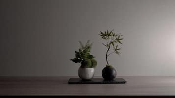 Dos plantas en macetas sobre una superficie de madera frente a una pared lisa.