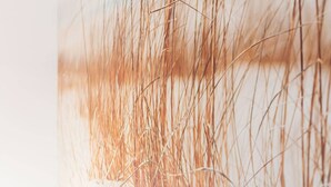 Un gros plan de hautes herbes fines dans un environnement naturel.
