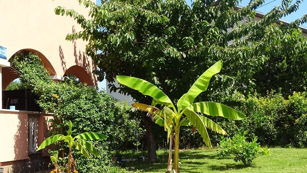 A garden with a banana tree, colorful flowers, and a building with arches. - Apartmani Luna (Sukosan)