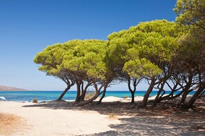 Een strand met bomen en een helderblauwe lucht.