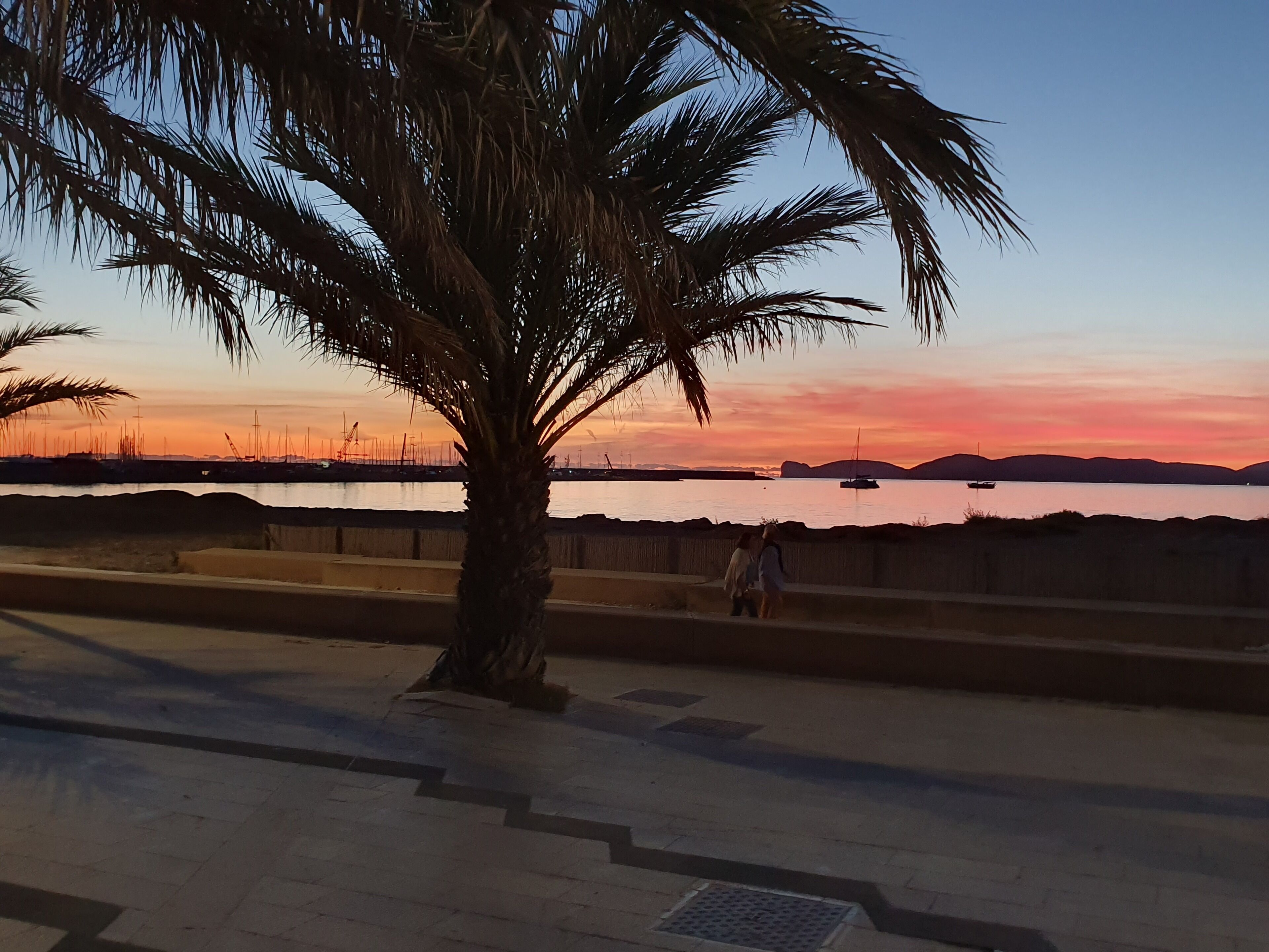 A palm tree in the foreground with a sunset in the background.