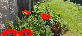 Historic house under lime trees with natural garden. Family-friendly.