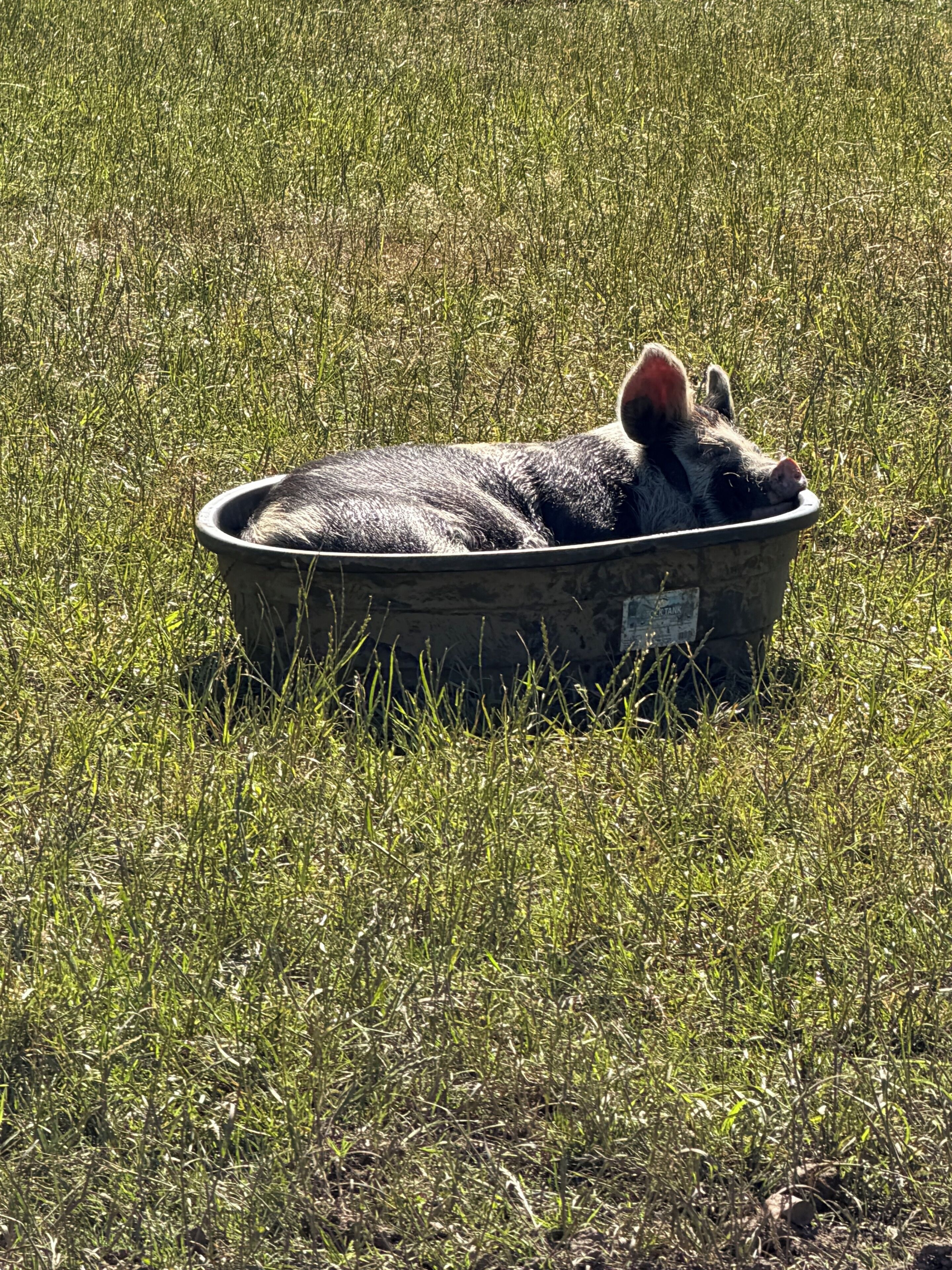 A pig lying in a metal tub in a grassy field.