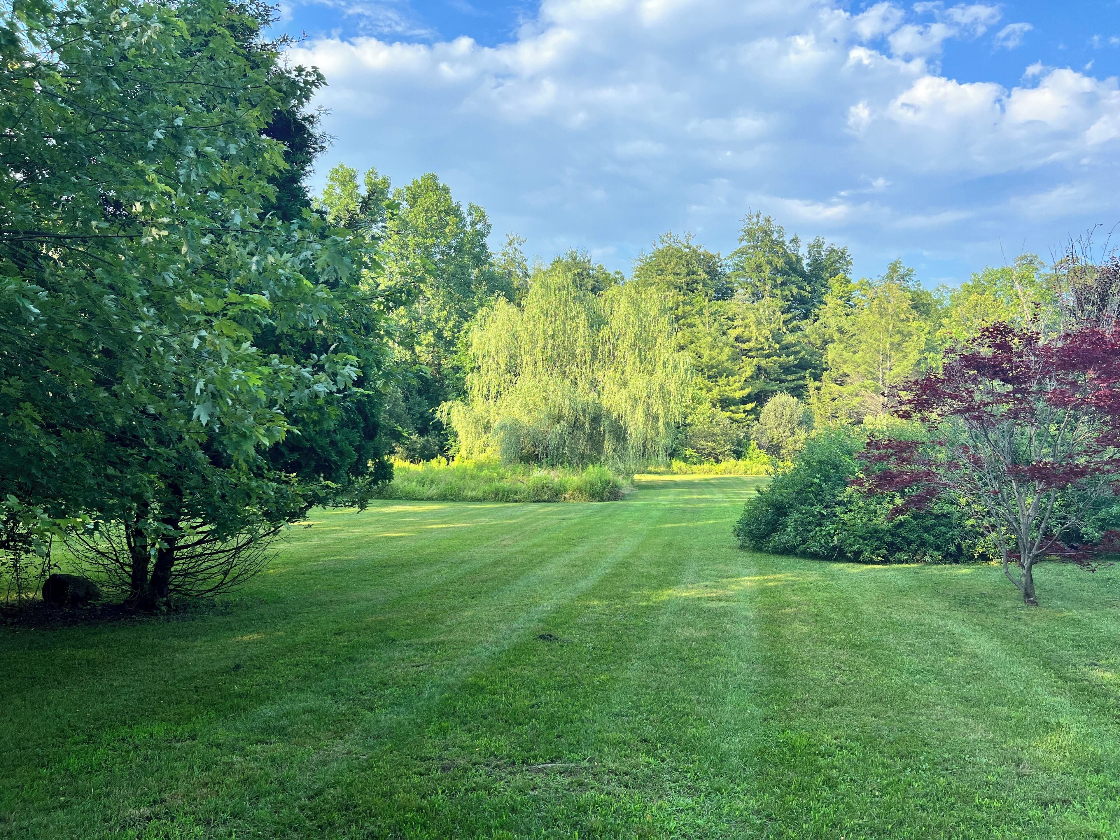 A well-maintained grassy lawn with a variety of trees and shrubs.