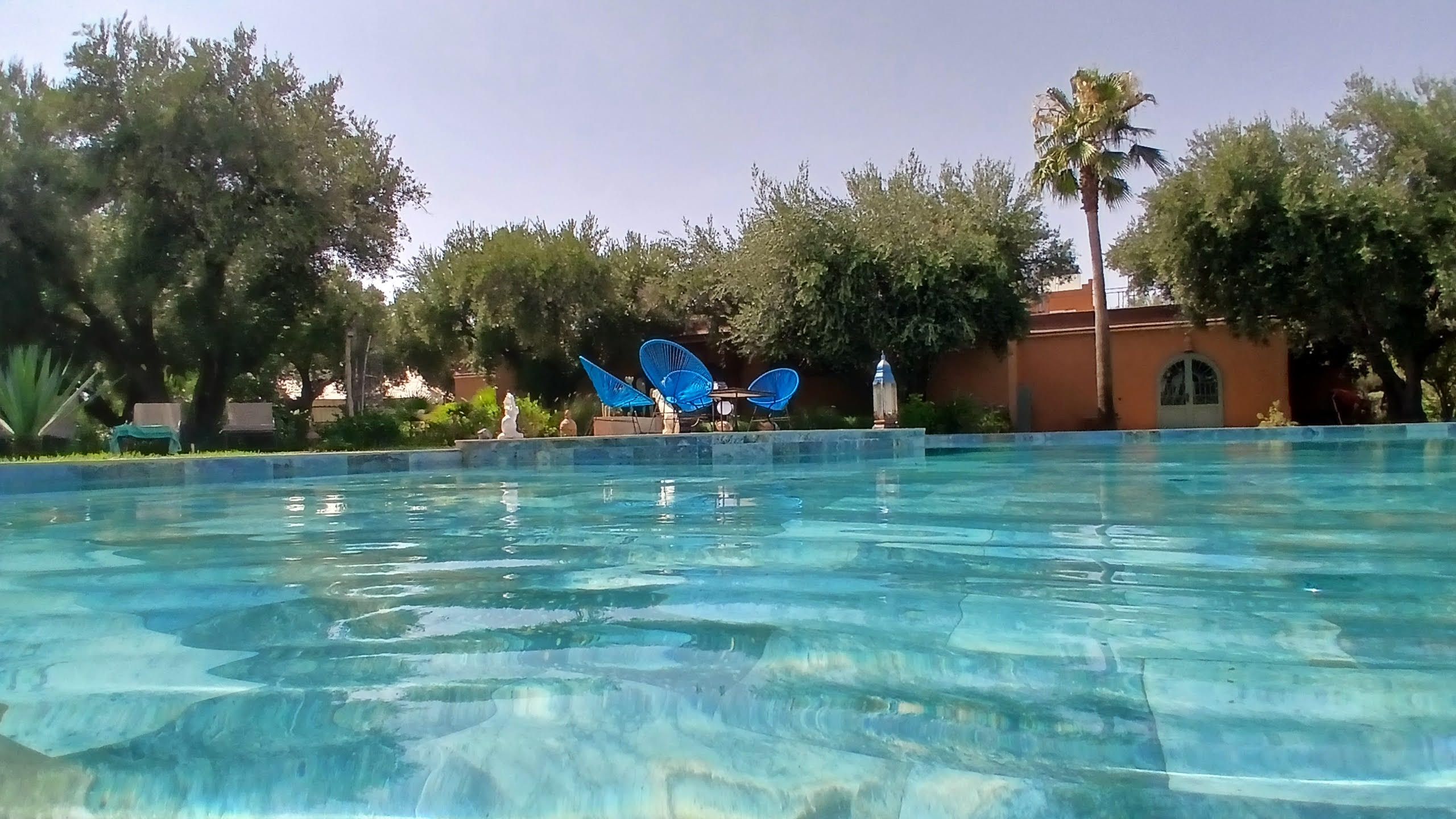 A clear swimming pool with blue chairs and a palm tree in the background.