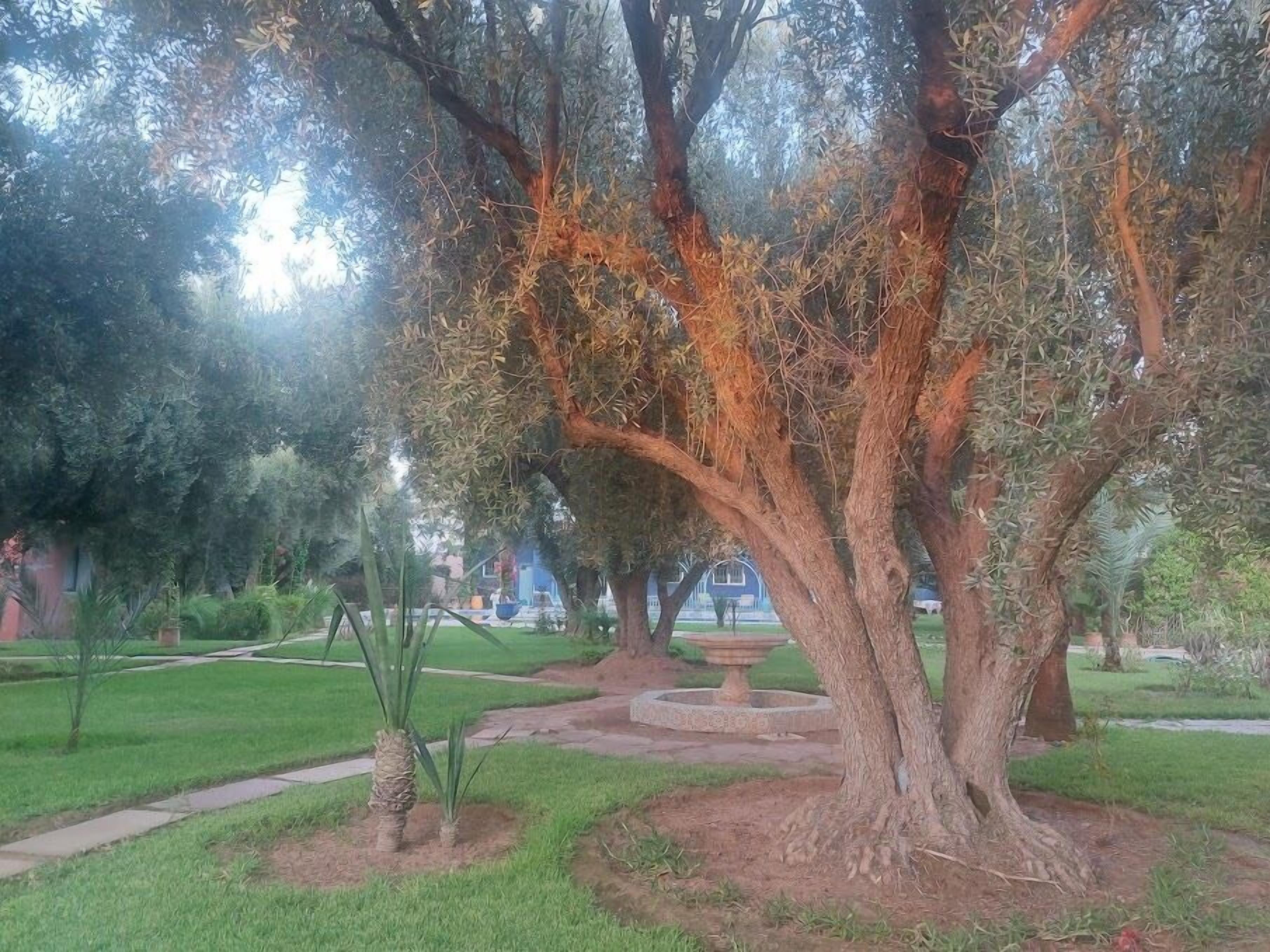 A tree with a thick trunk and dense foliage in a landscaped garden area with a paved walkway.