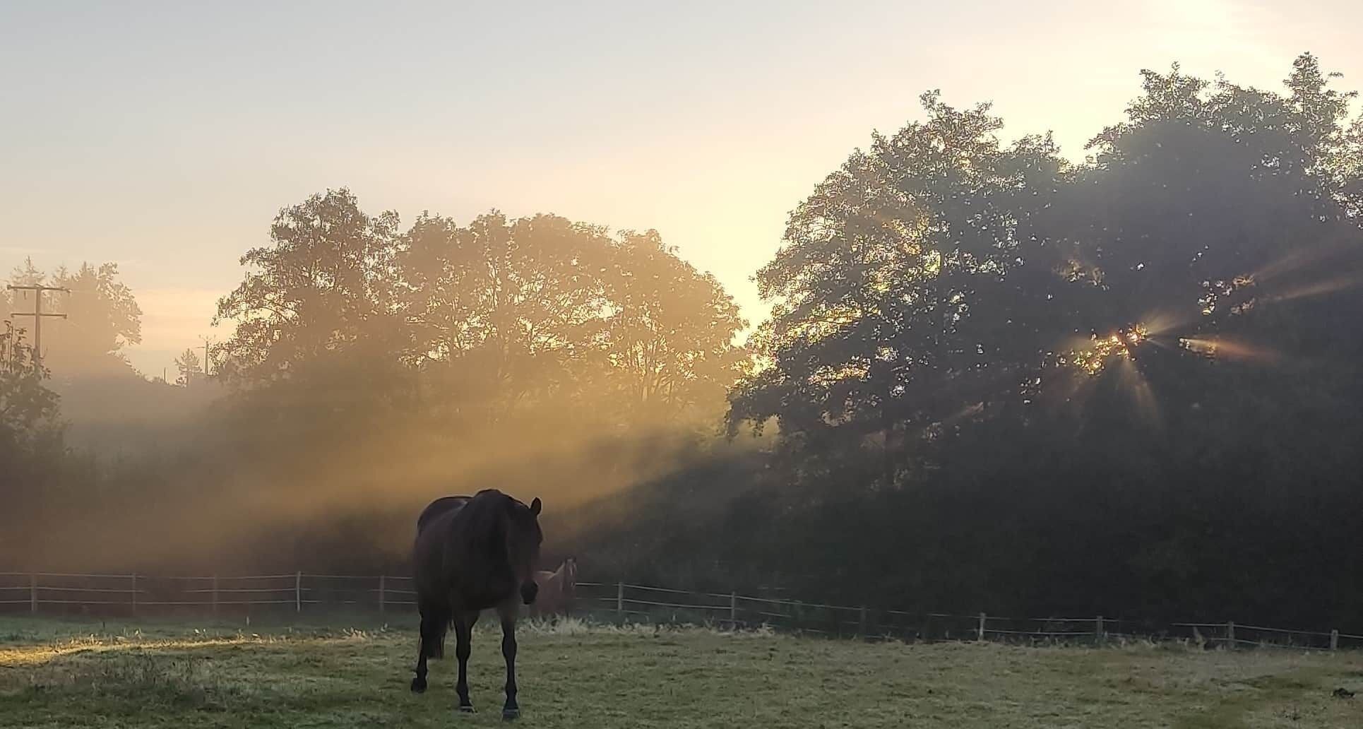 Un caballo en un pastizal cercado con árboles al fondo y luz del sol filtrándose.