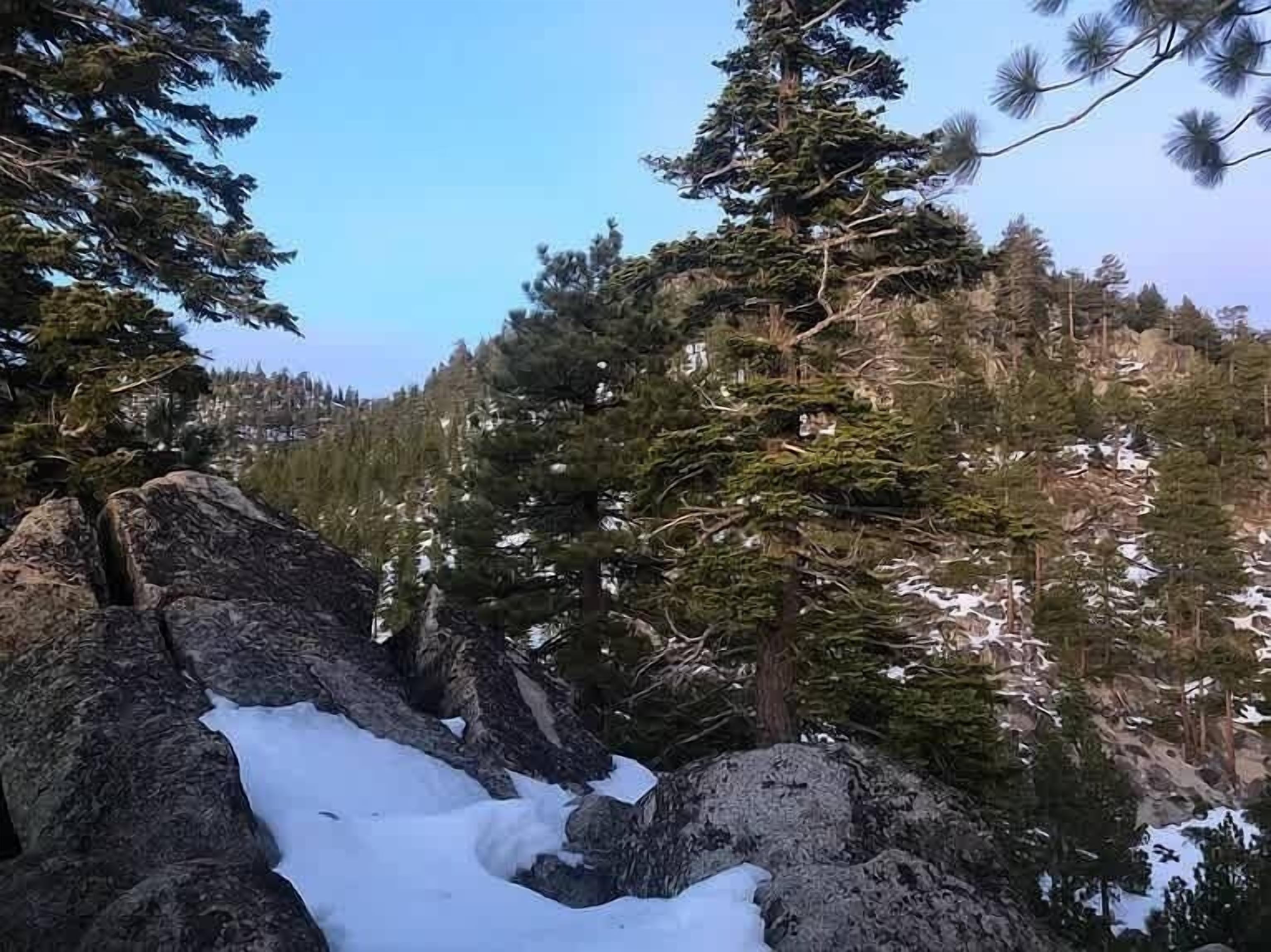 A mountainous landscape with snow-covered rocks and dense evergreen trees.