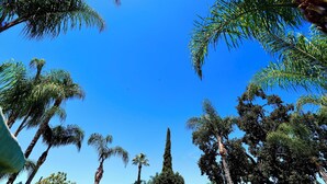 Vista de altas palmeras y un cielo azul despejado.