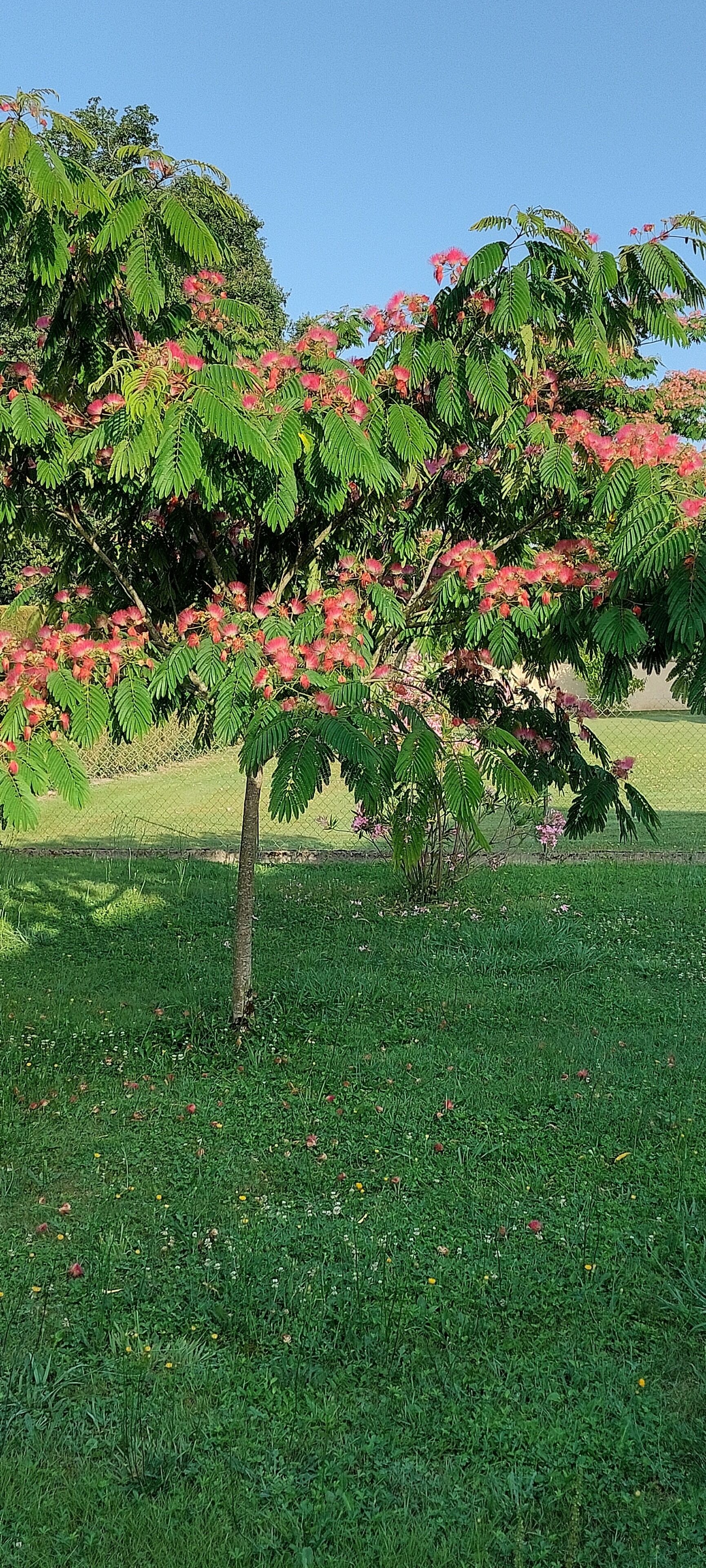 Een boom met roze bloemen en groene bladeren in een grasveld.